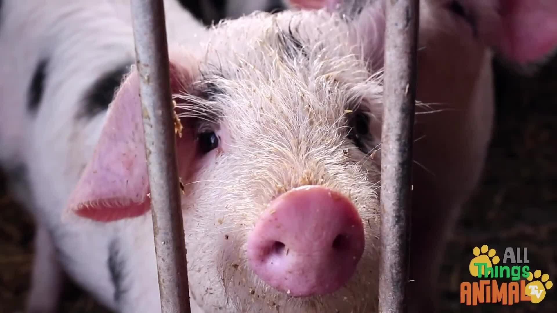 Meet the Clever and Playful Pigs of the Farm
