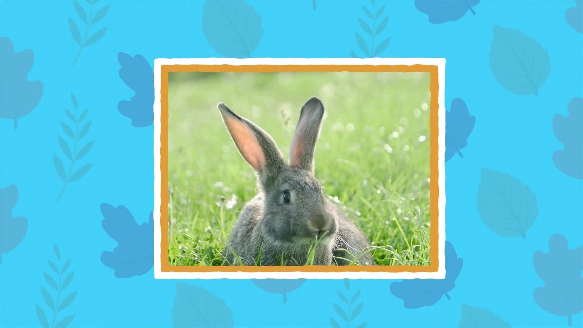 I WONDER - What Jobs Do Rabbits Ears Do?