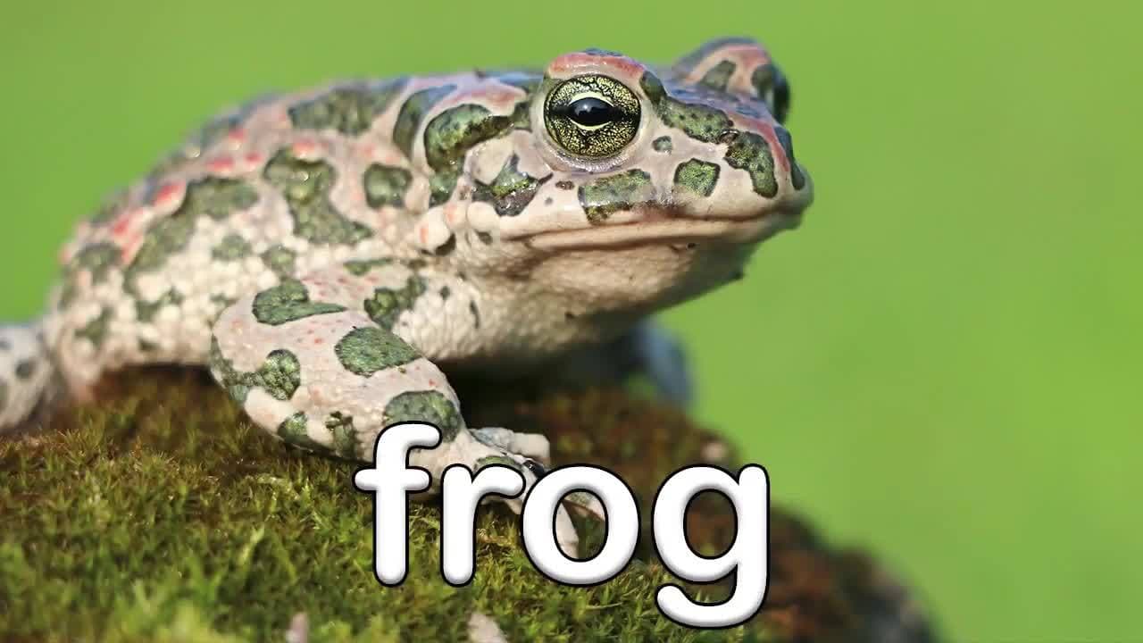 Wild Animal Sounds! Learning Zoo Animal Sounds for Kids