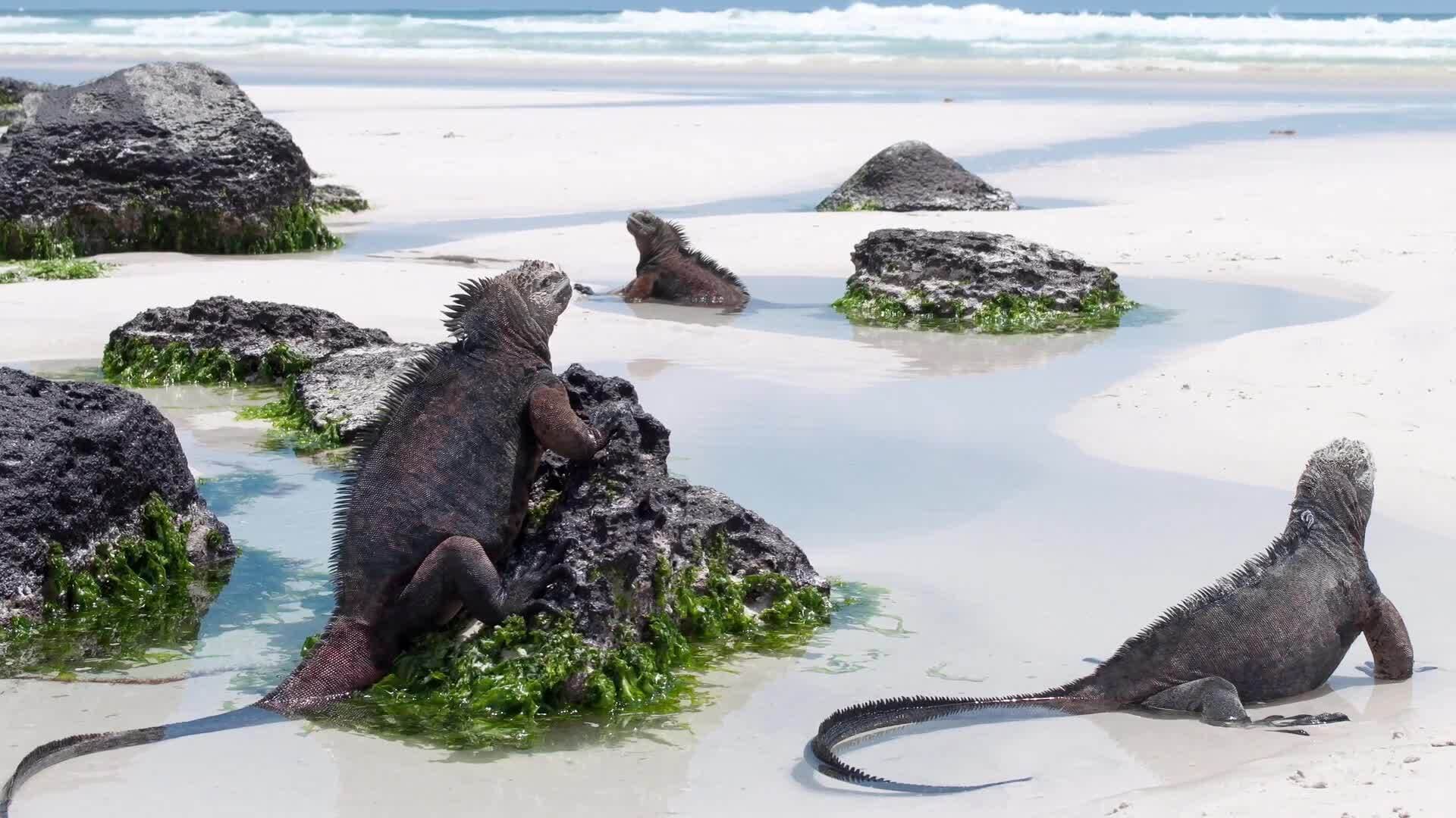 Exploring the Iguanas of the Galapagos