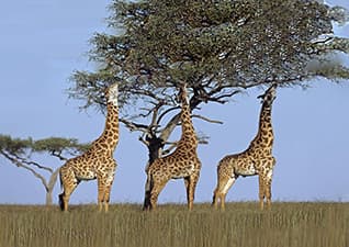 What do animals eat?