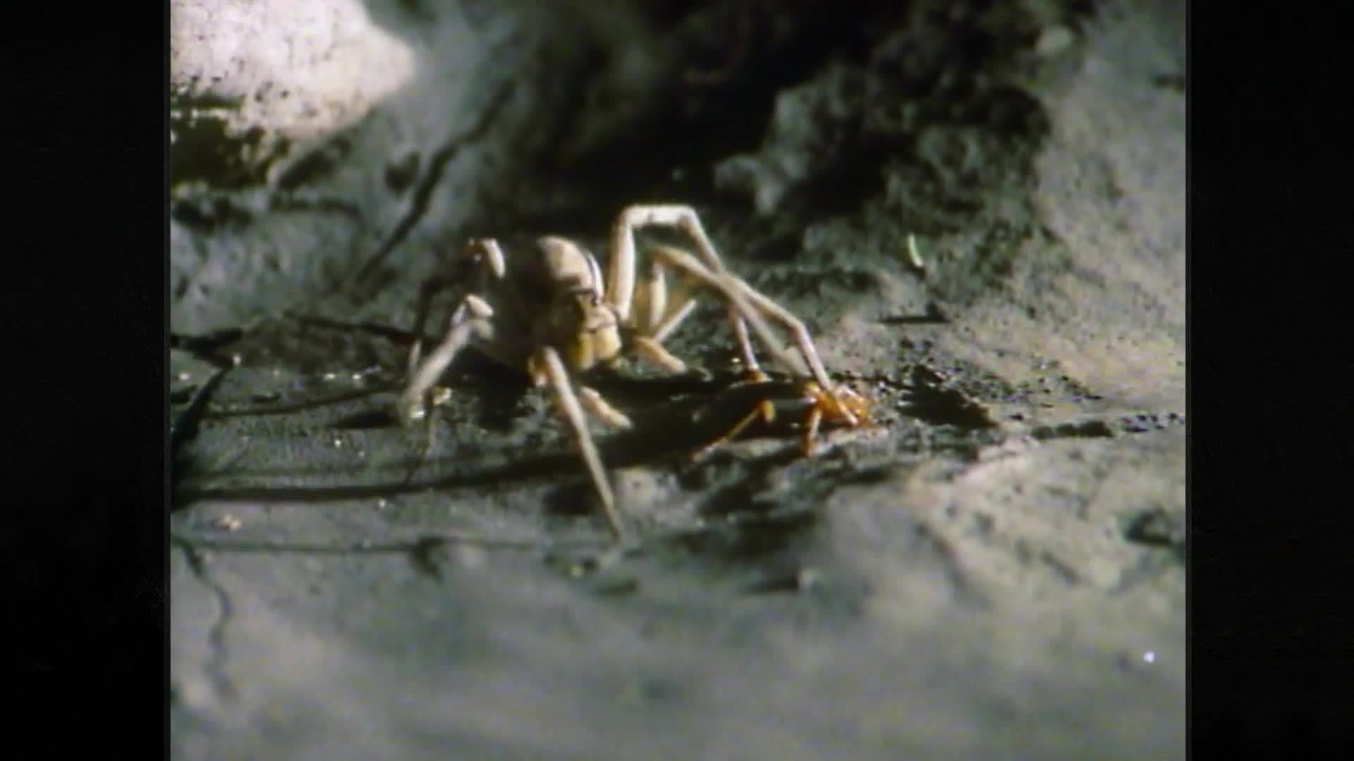 Owl's Fascinating Facts: Bombardier Boiling Bottom