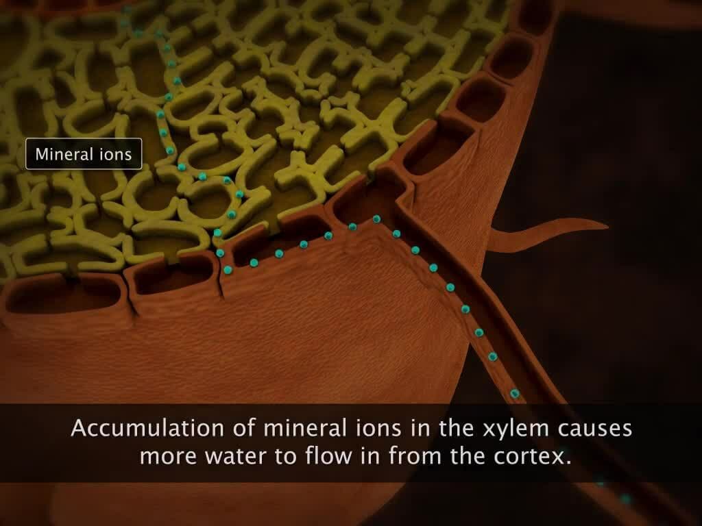 Transport of Water in Plants