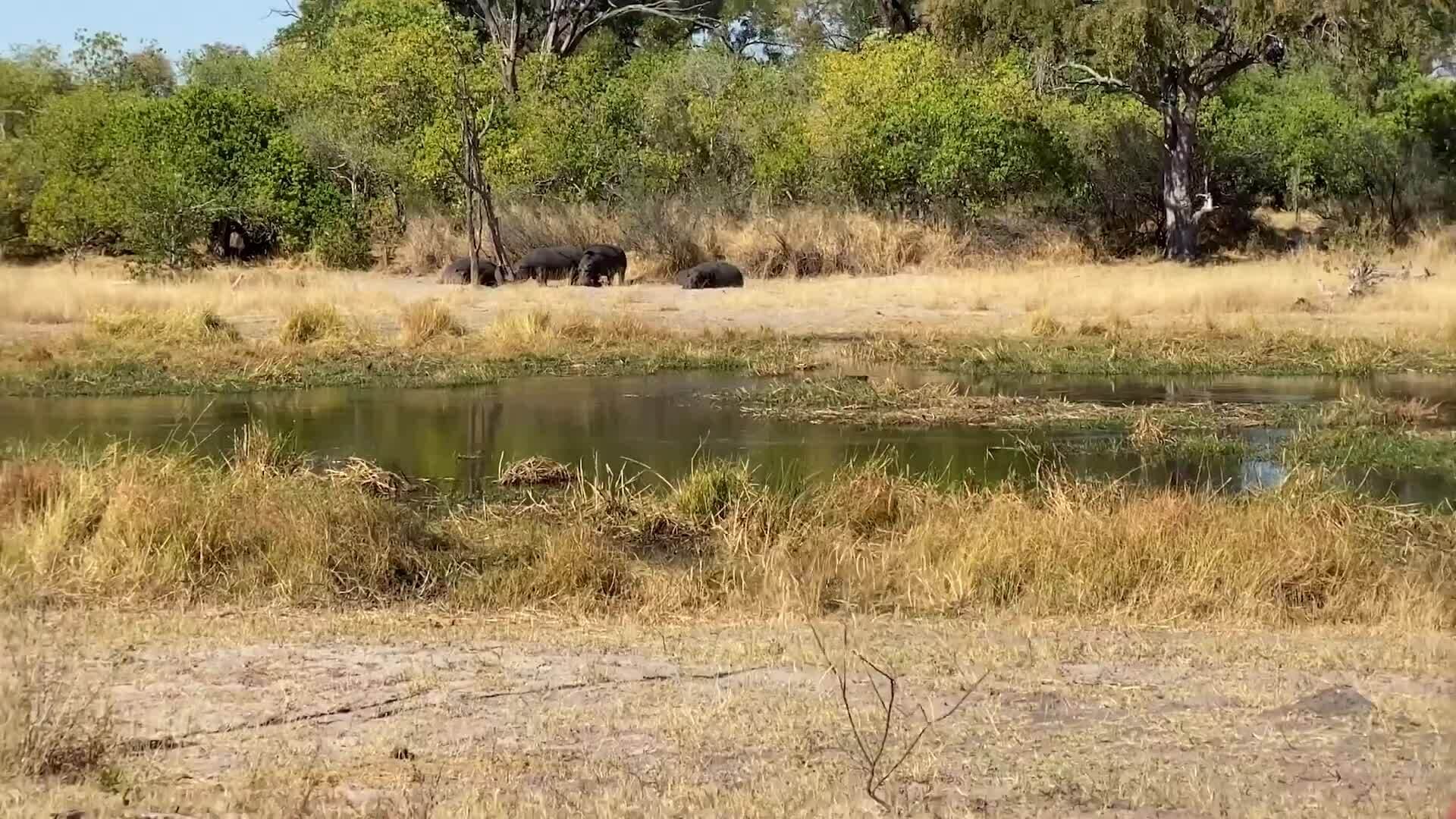On Safari with Nala - Hippos