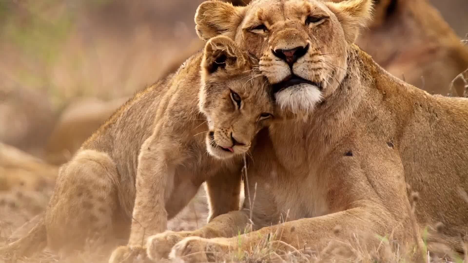 Big Cats of Africa
