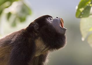 Howler monkeys
