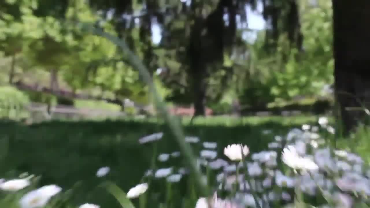 Dogs!  Learning about Dog Facts for Kids