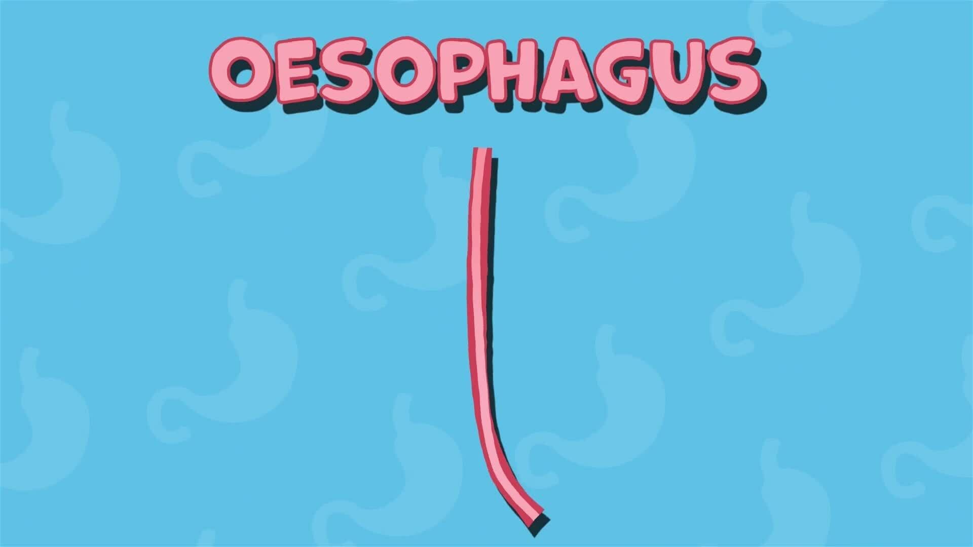 I WONDER - How Long Does It Take For Food To Get To Our Stomachs?
