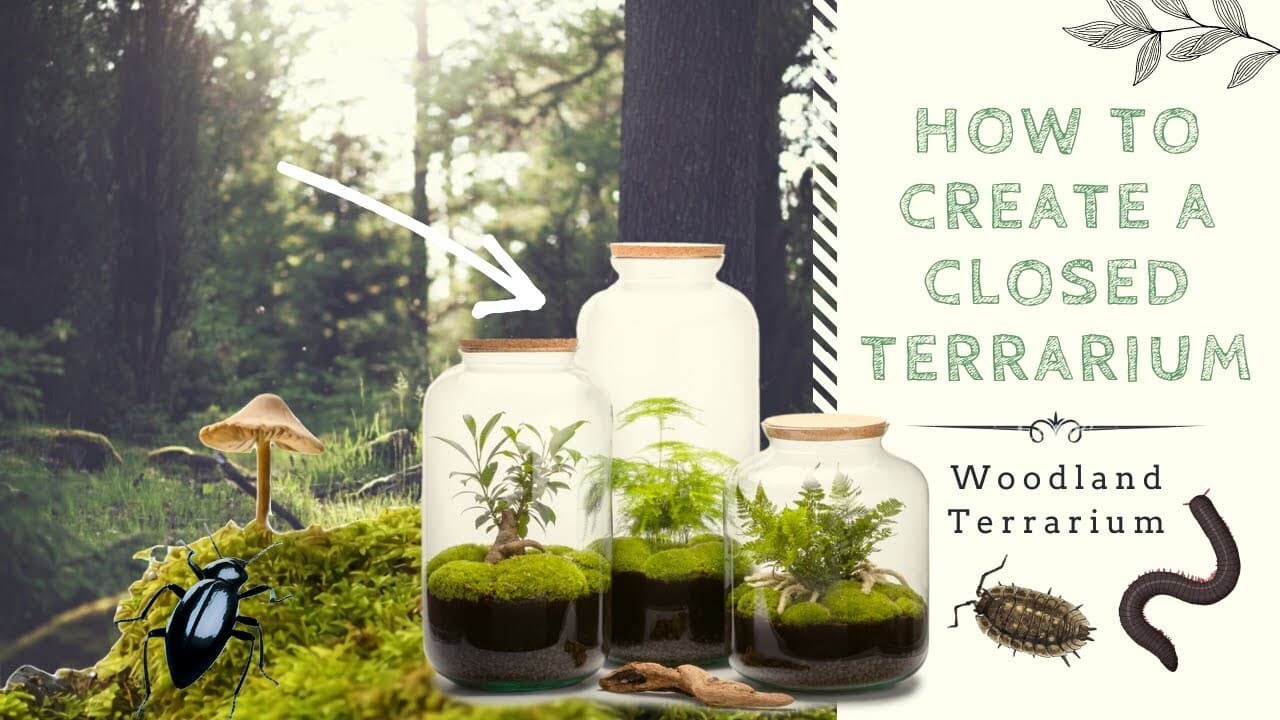 How to Create a Closed Native Terrarium