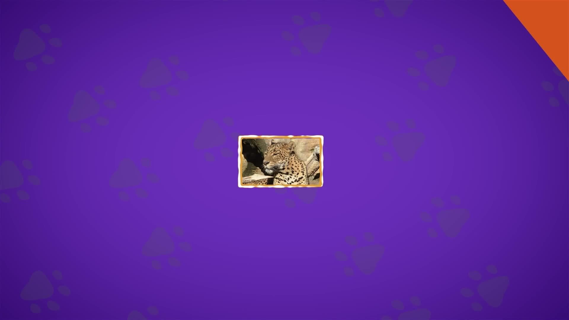 I WONDER - Do Leopards Live In Groups?