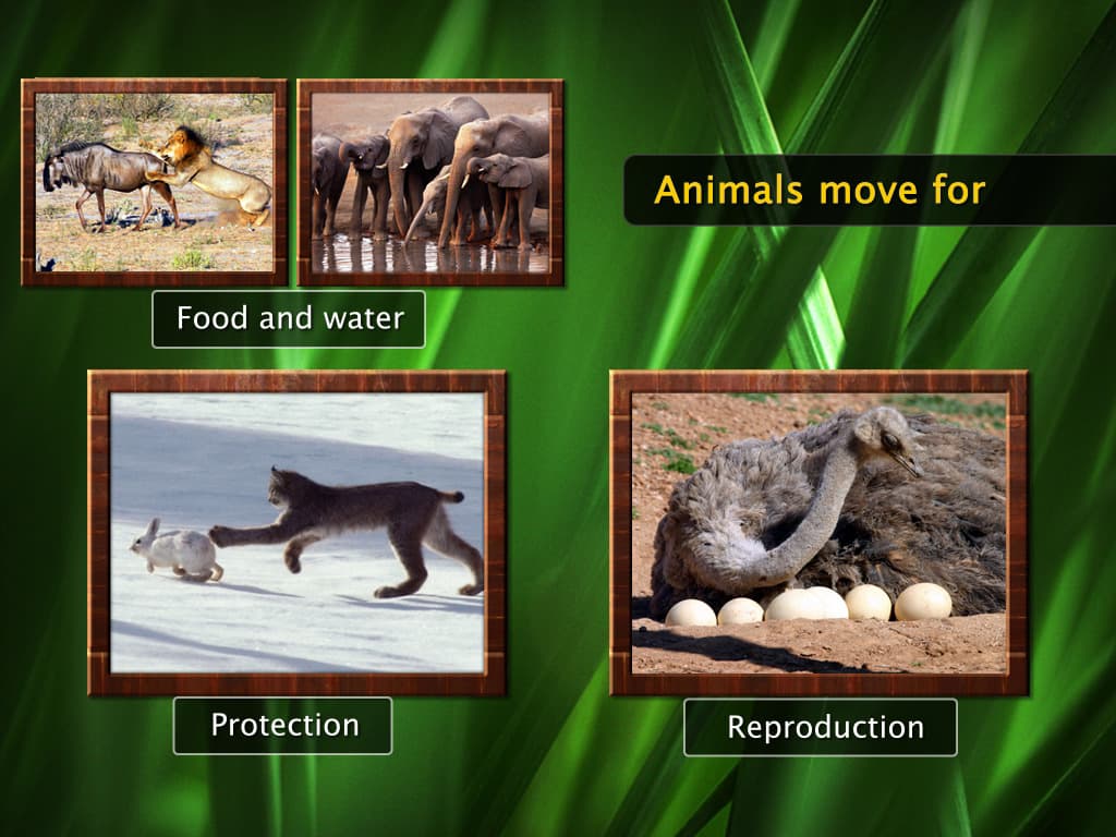Movement in Invertebrates