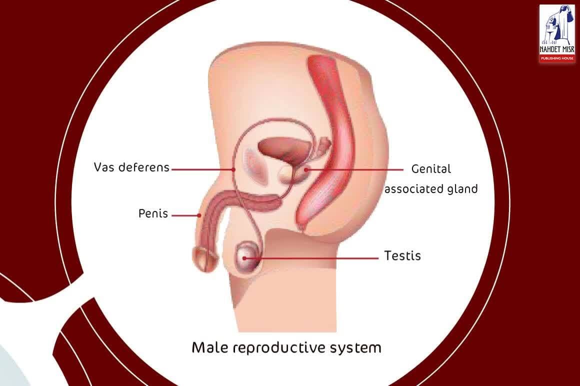Reproduction and Continuity of Species: Reproduction in Humans