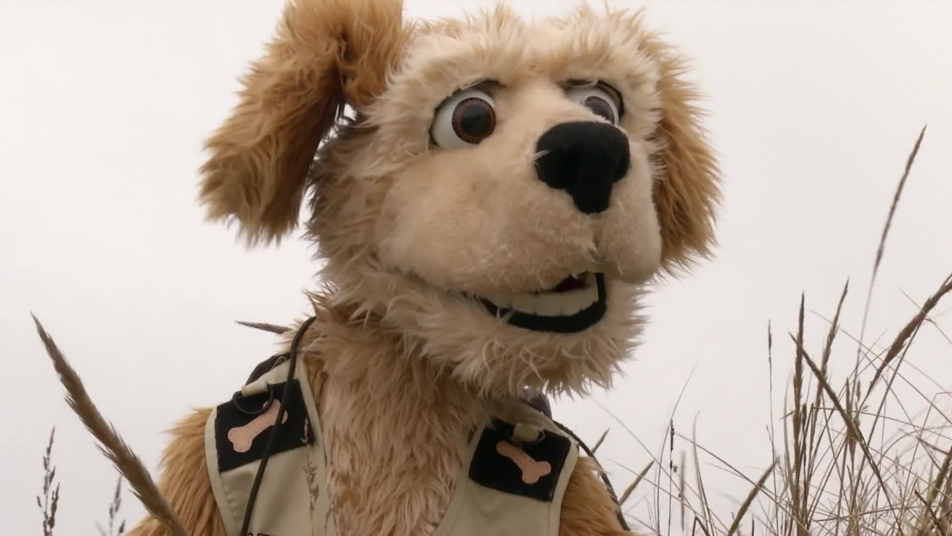 Animal Alphabet: K is for Koala