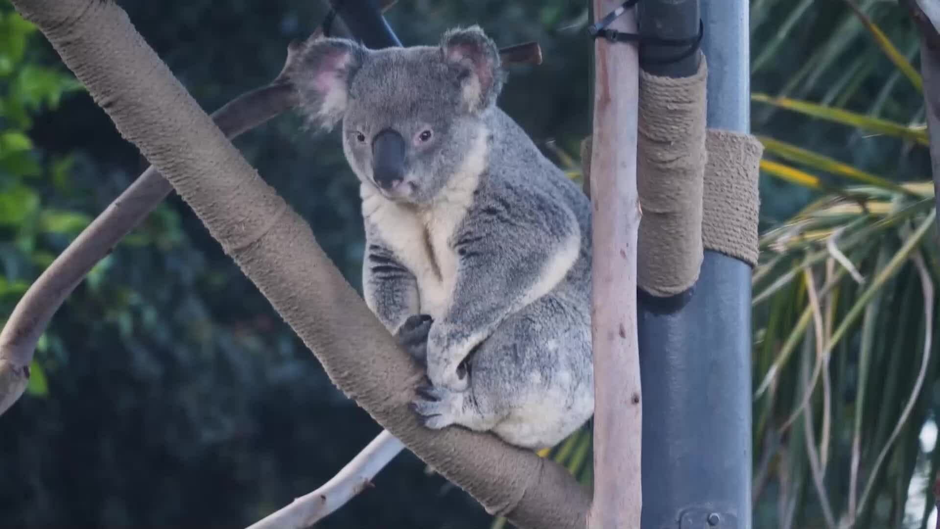 I WONDER - What Animals Are Like Koalas?