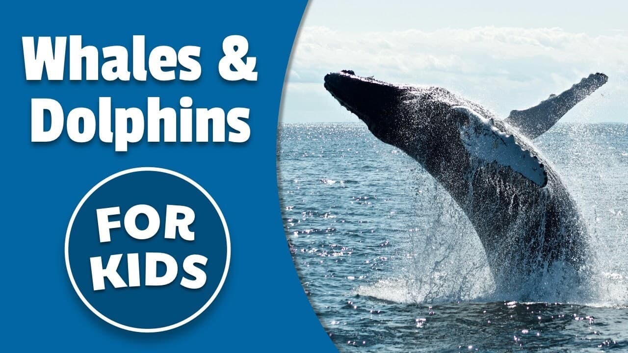 Whales and Dolphins For Kids | Bedtime History