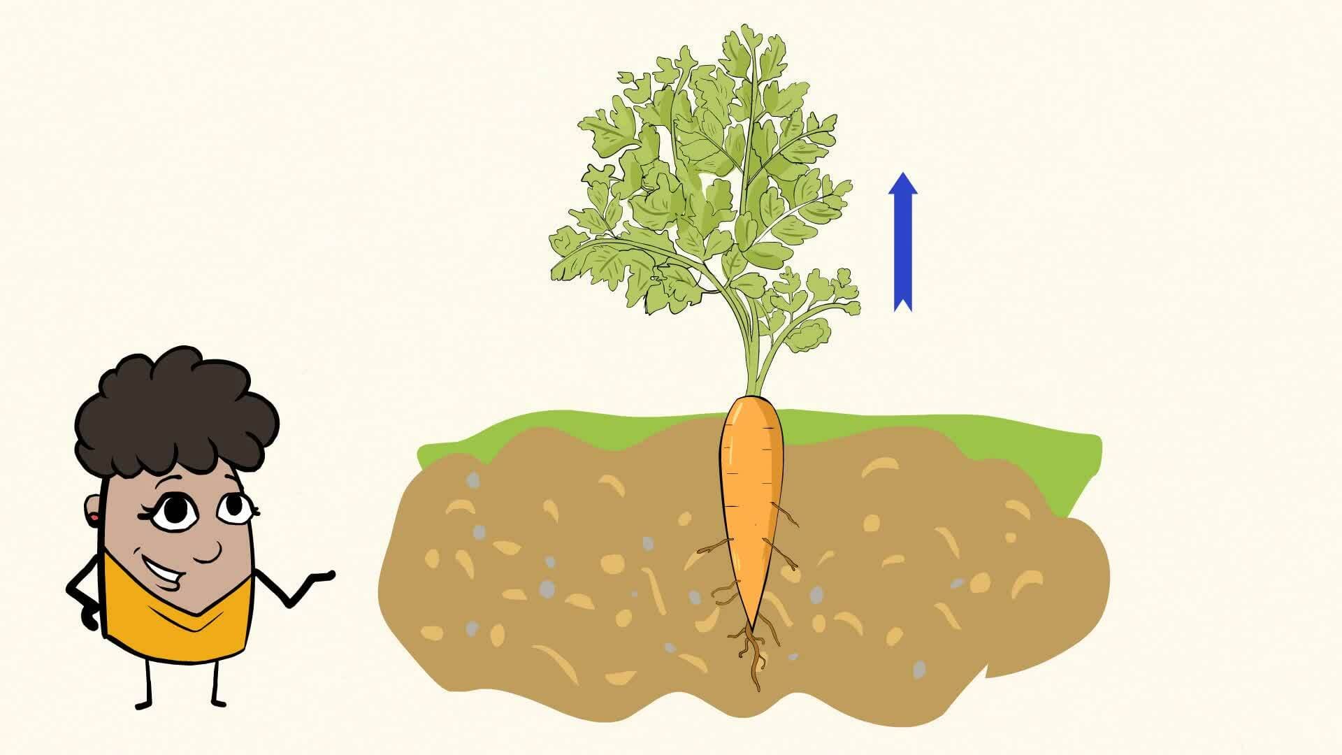 Exploring the Parts of Plants and the Magic of Growing