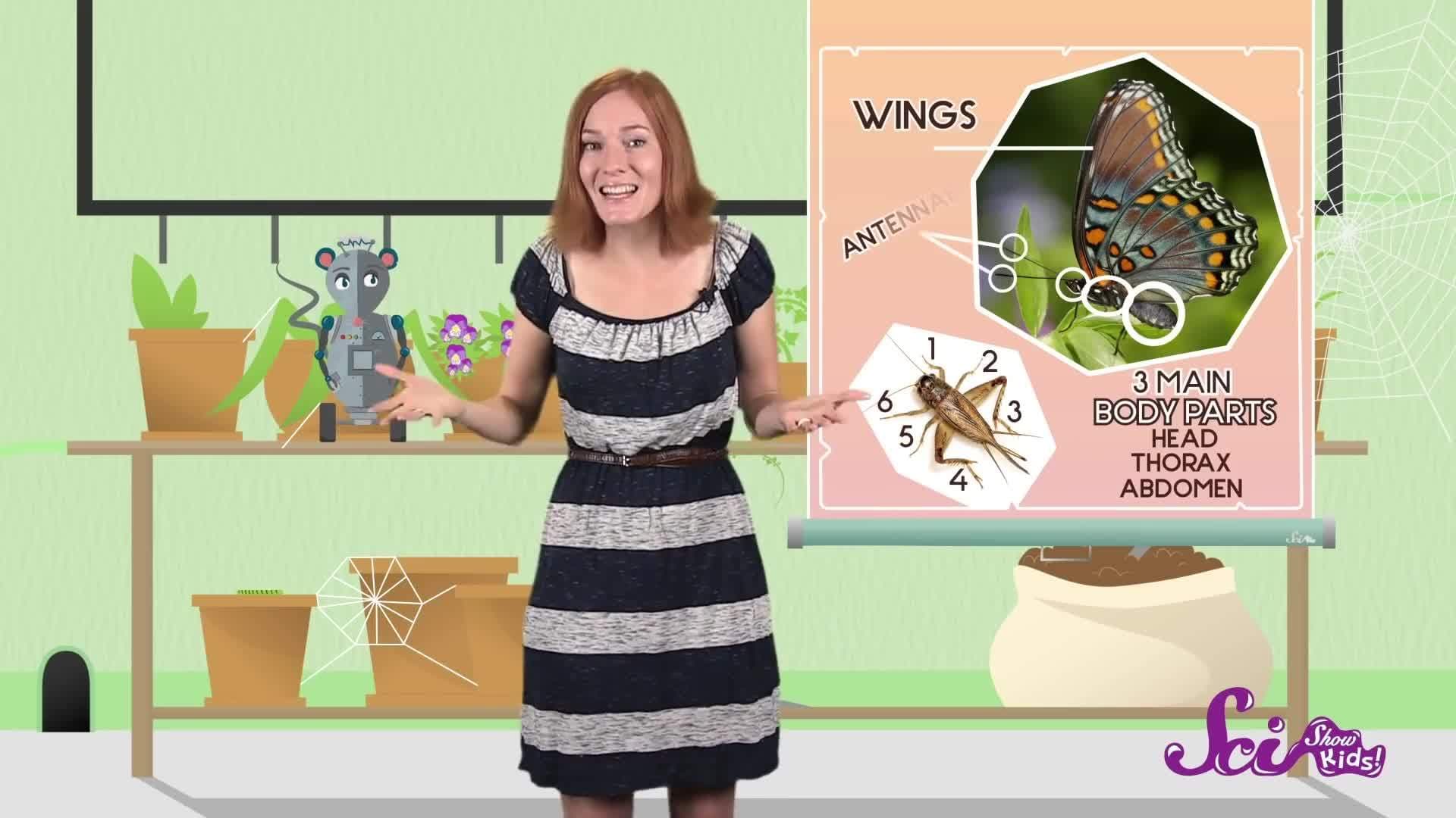 Don’t Be Afraid of Spiders!