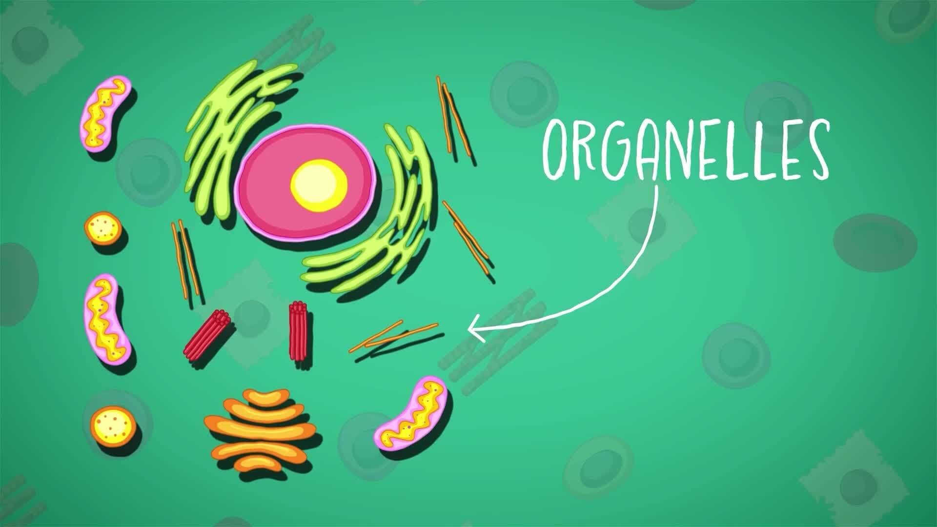 I WONDER - How Are Cells Structured?