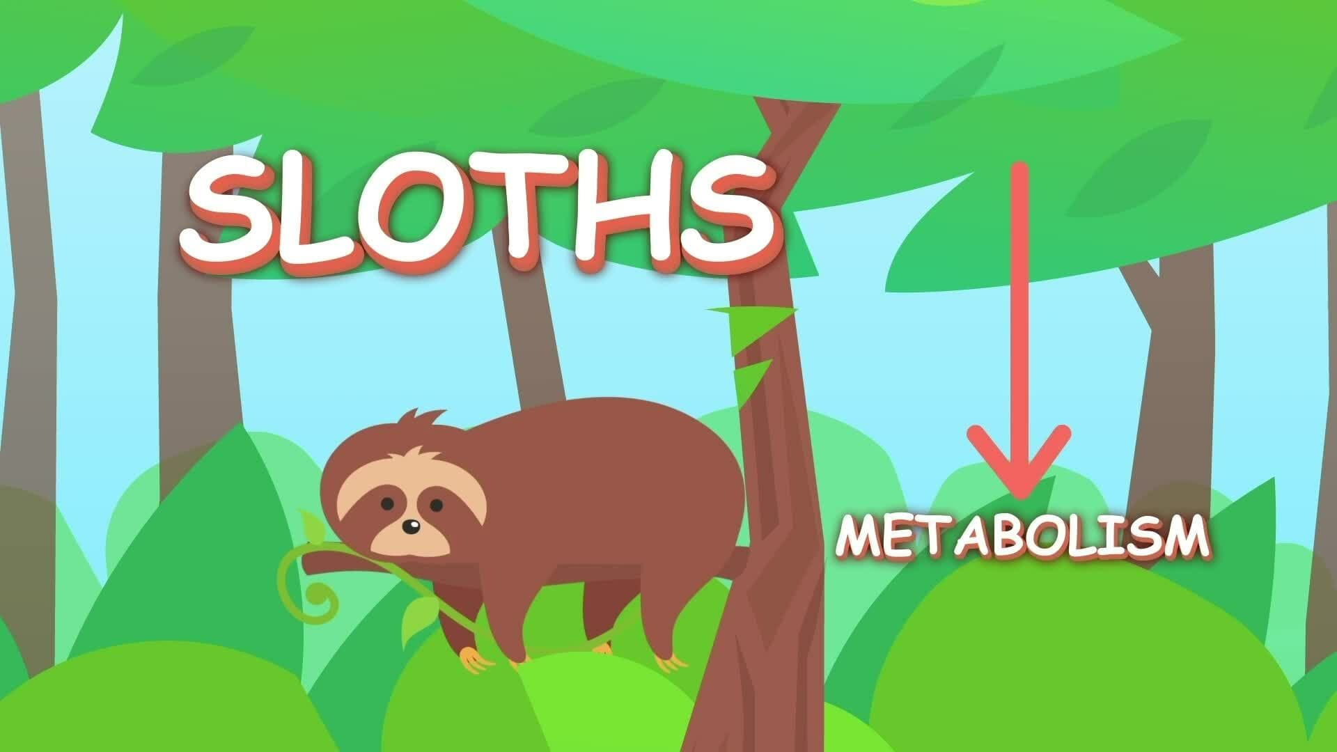 I WONDER - Why Are Sloths So Slow?