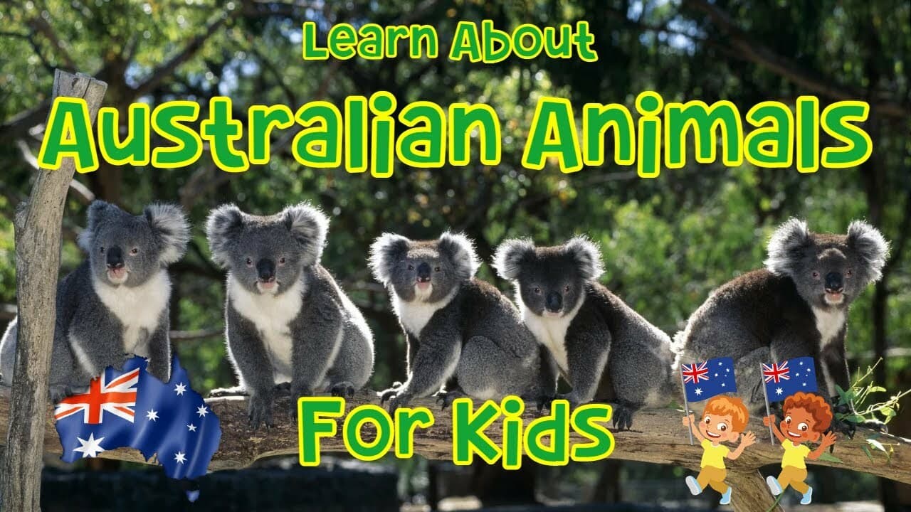 Learn About Australian Animals For Kids | Review Quiz | 4K