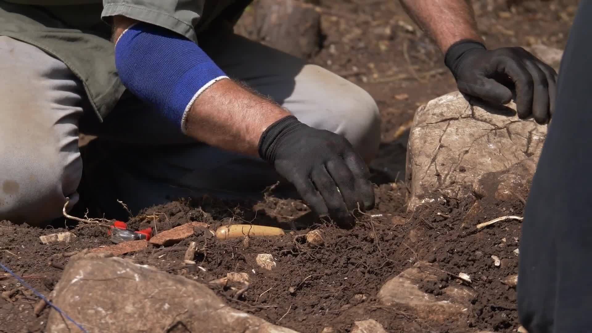 Unraveling the Mystery of Neanderthal Extinction: Exploring Factors and Unanswered Questions