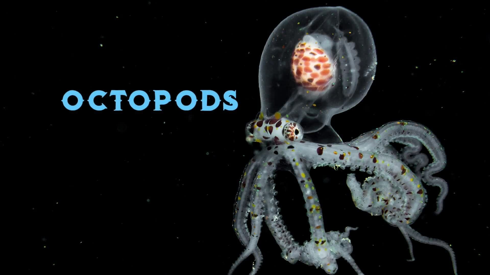 Understand the Life Cycle of the Octopus