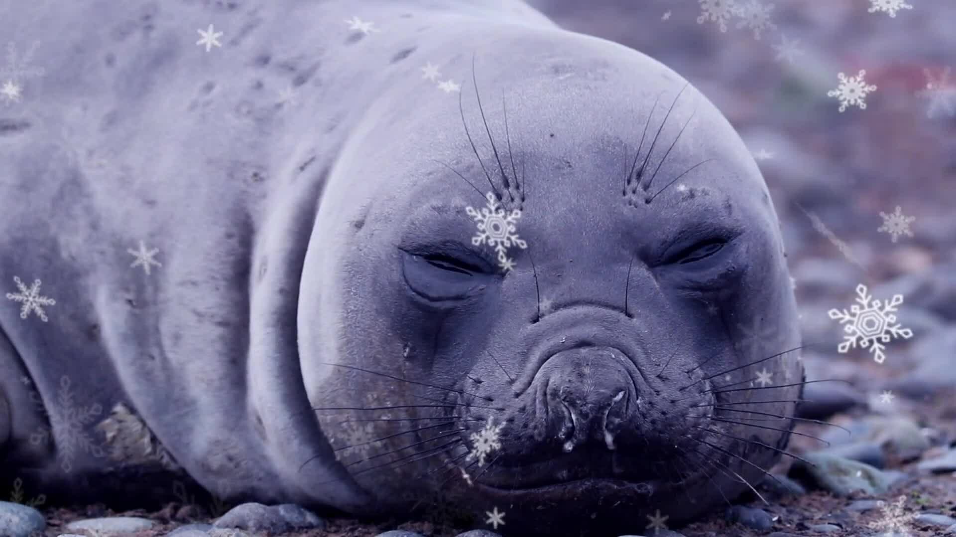 I WONDER - Are There Physical Examples Of Animal Adaptation?