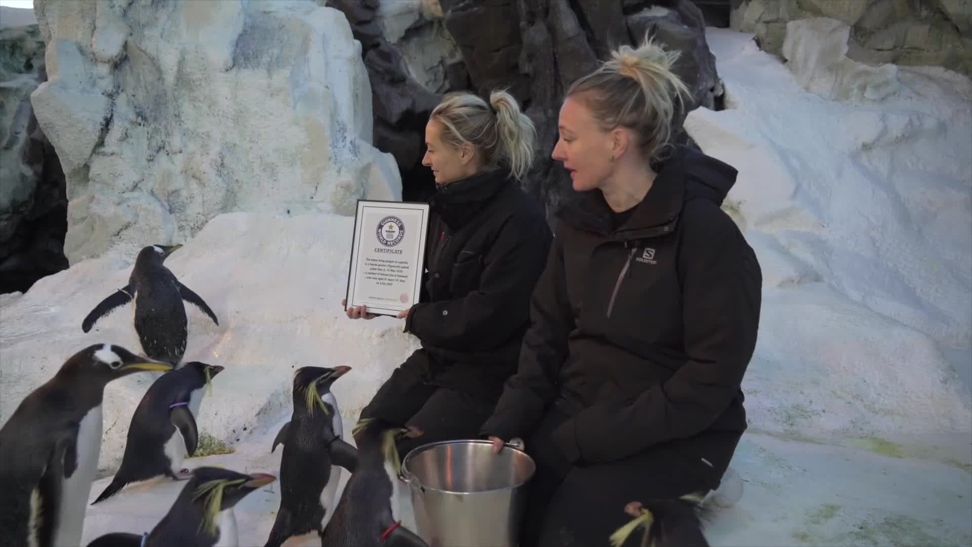 Oldest living penguin in captivity