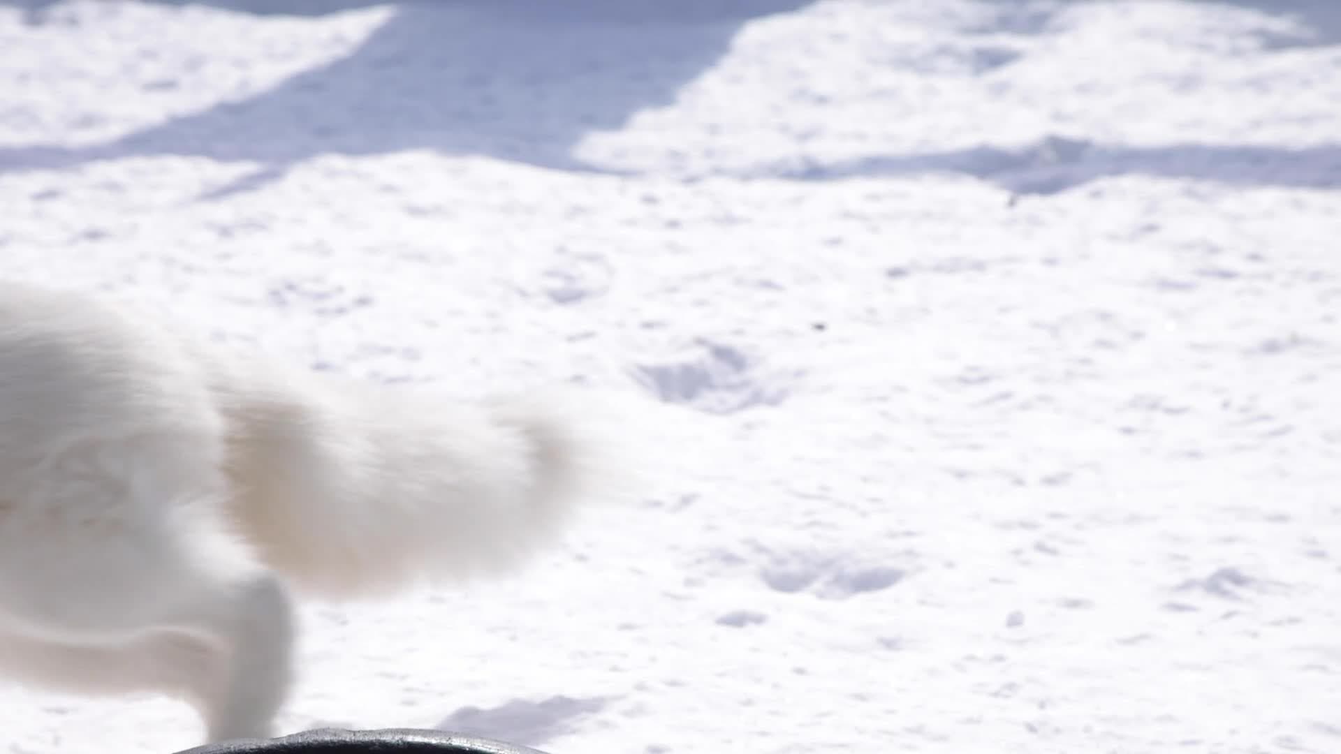 I WONDER - How Do Animals Adapt Throughout Their Life Cycle?