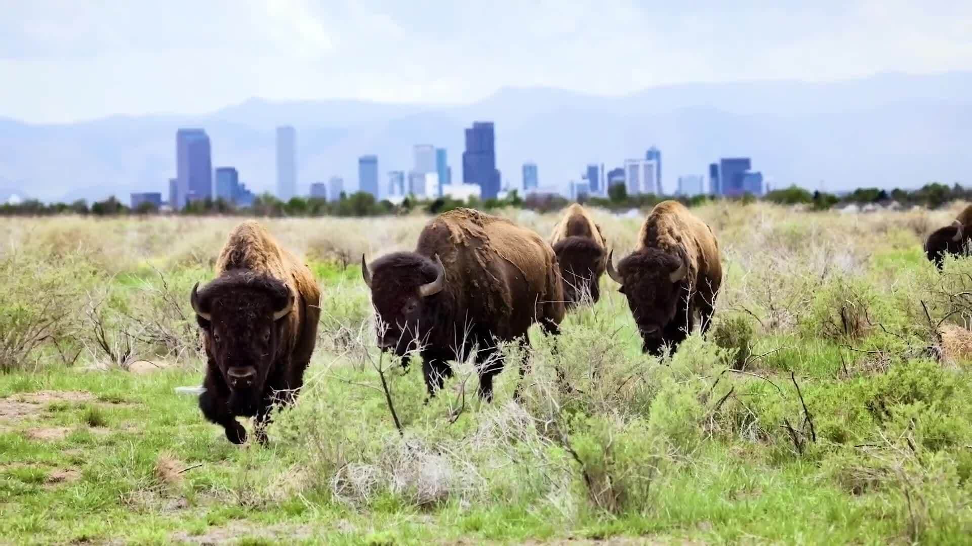 Understanding Genetic Diversity and Its Impact