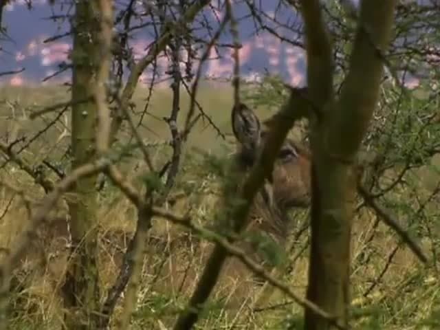 Lake Nakuru Flamingos & Friends: Other residents in the park