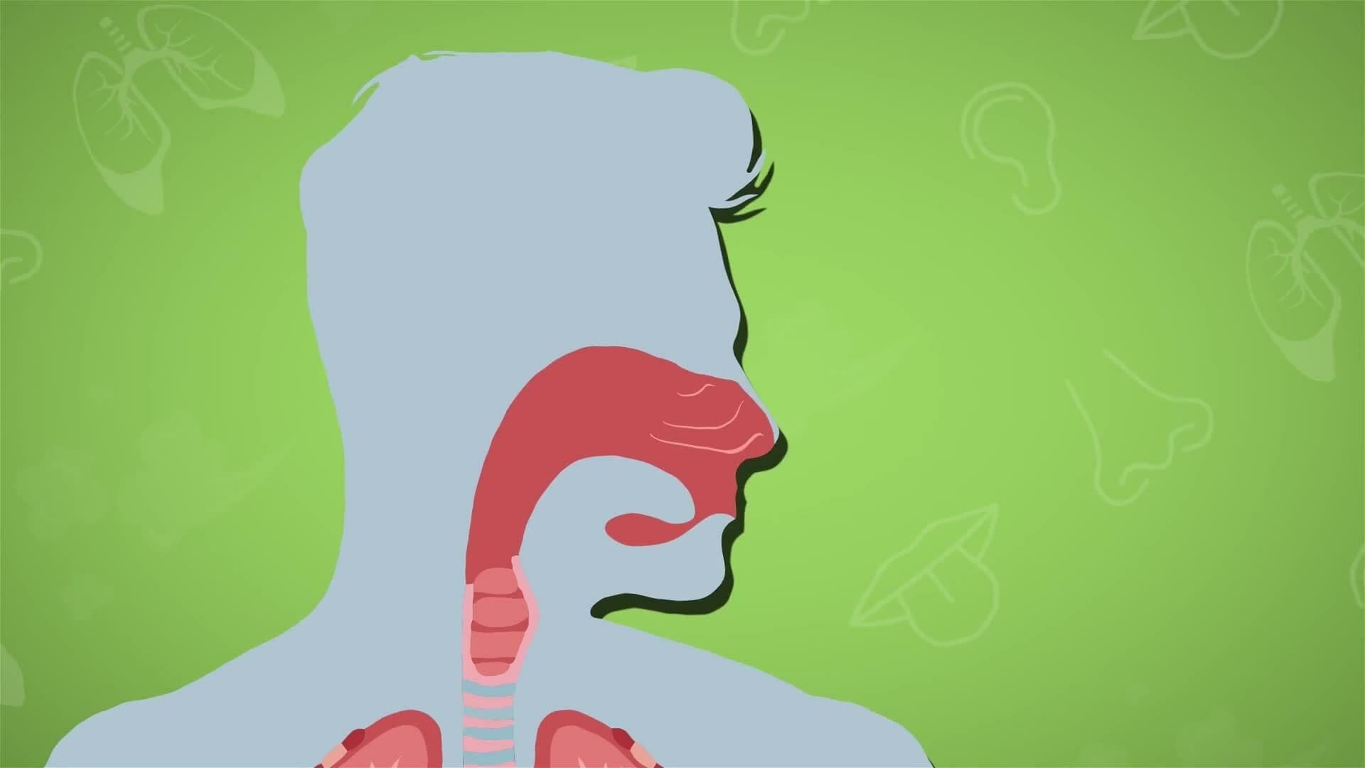 I WONDER - What Is The Larynx?