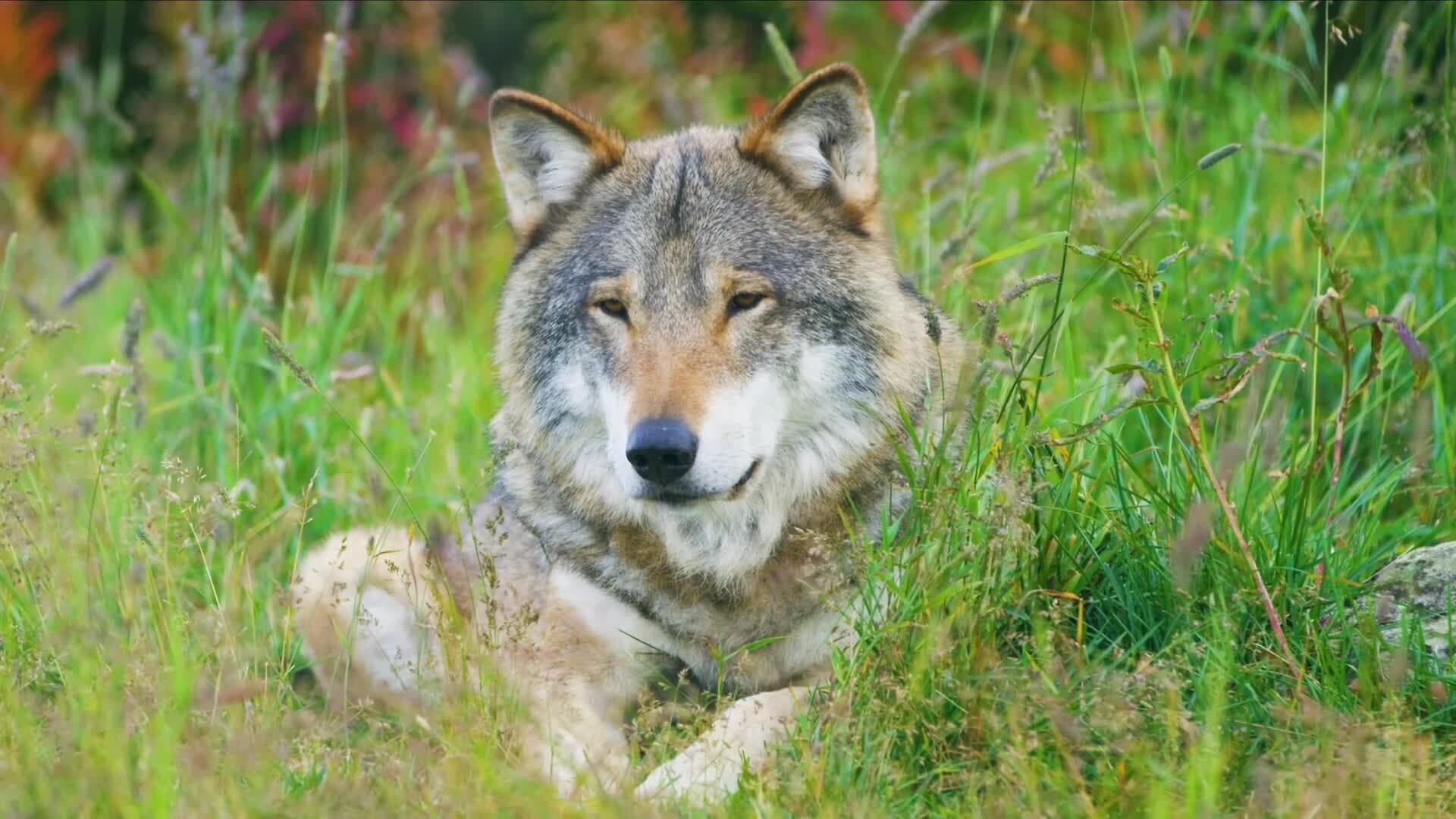 From Wild Wolves to Loyal Companions: The Journey of Dog Domestication