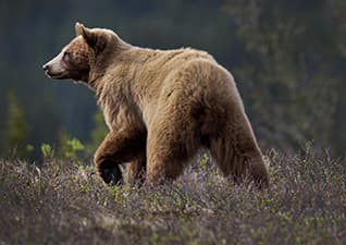 Grizzly Bears - Seasonal Survival