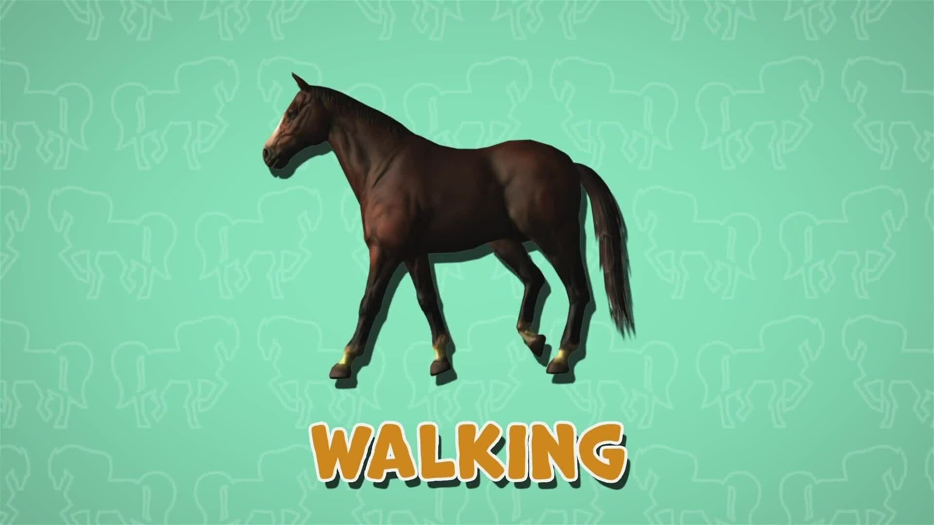 I WONDER - What Is A Horse Gait?