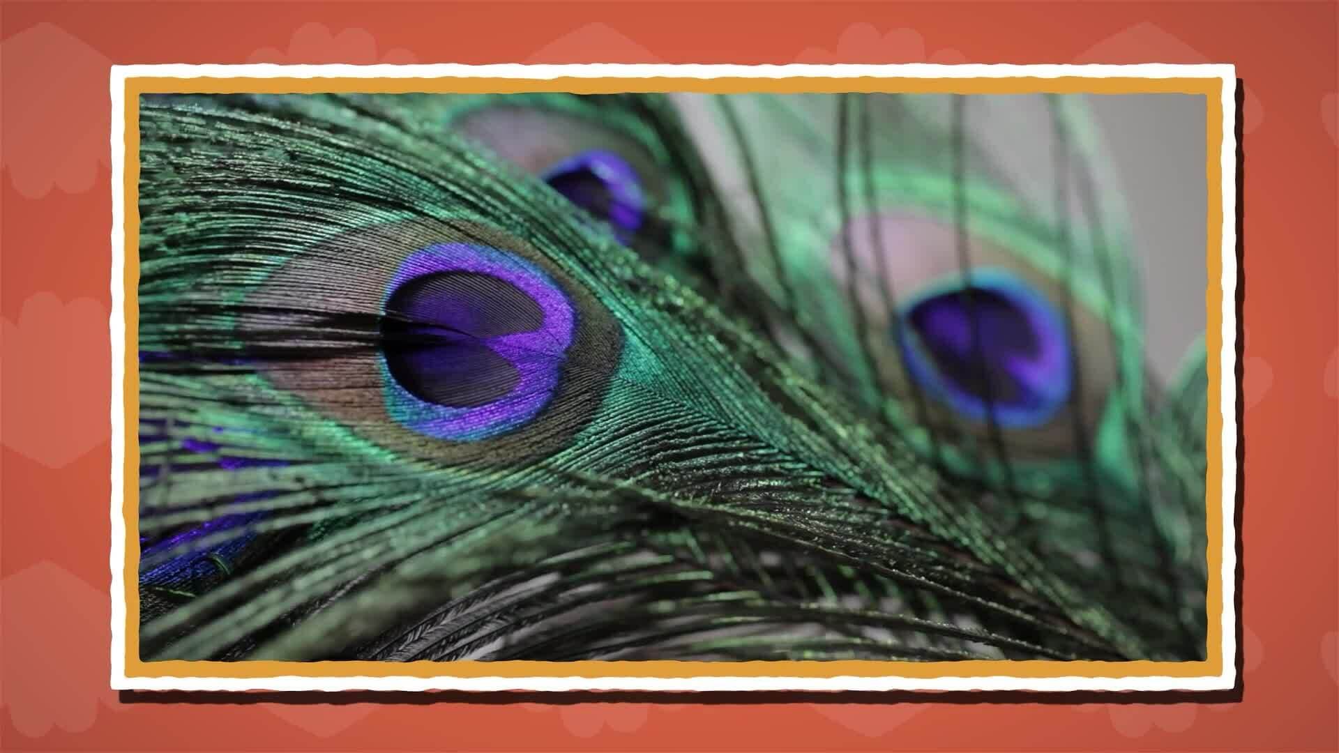 I WONDER - Why Are Peacock Feathers So Colourful?