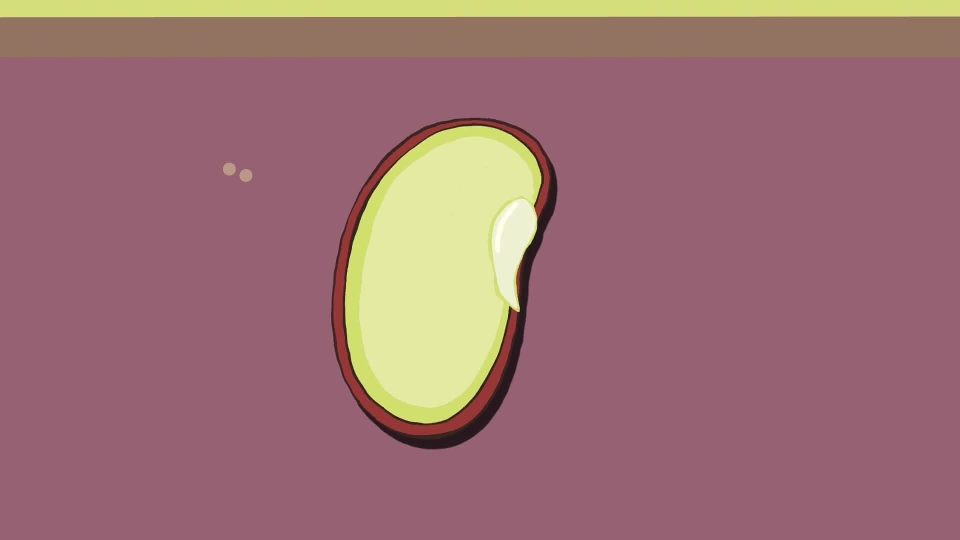 High Five Facts - Seeds