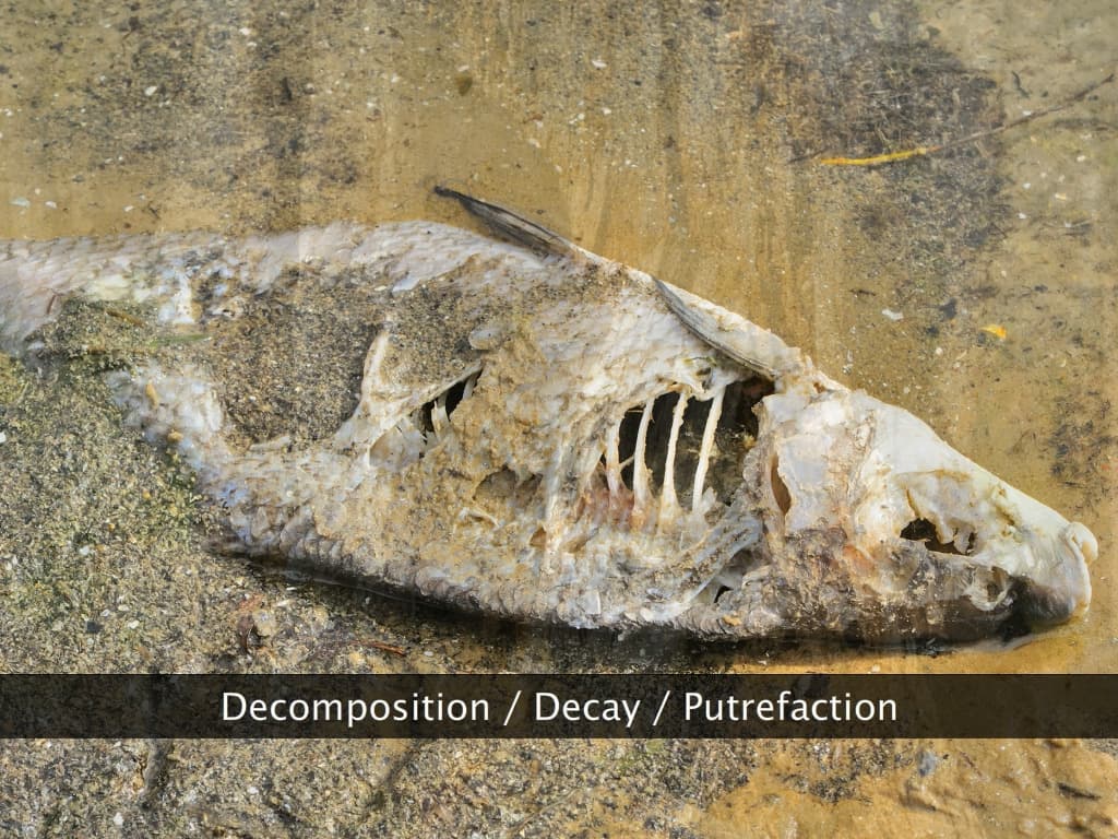 Decomposition