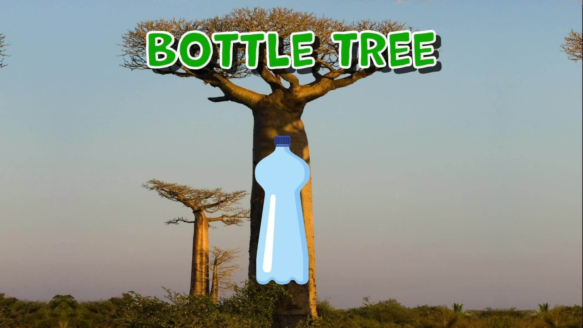 I WONDER - What Is A Baobab Tree?