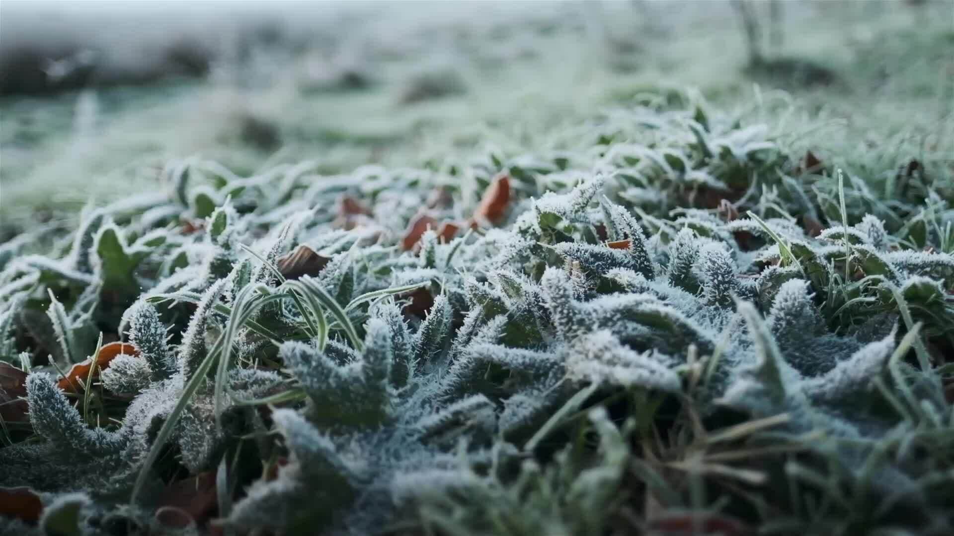 I WONDER - Are There Different Types Of Frost?