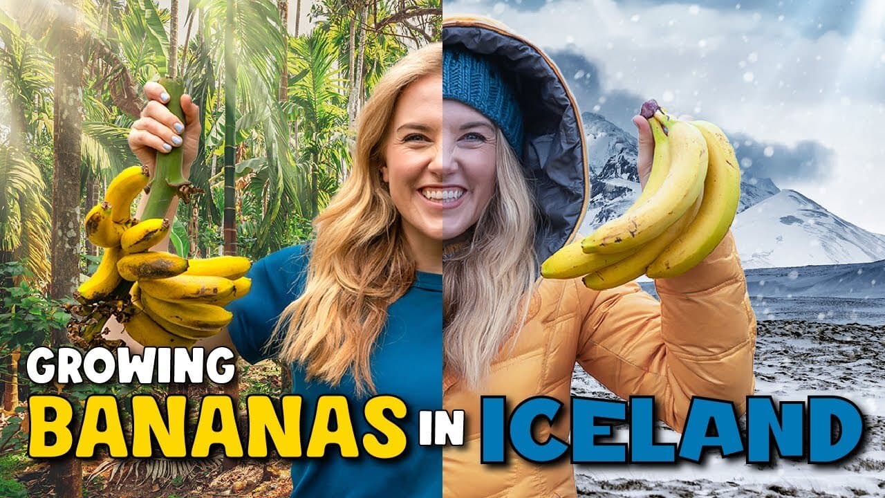 How do Bananas grow...in Iceland?!
