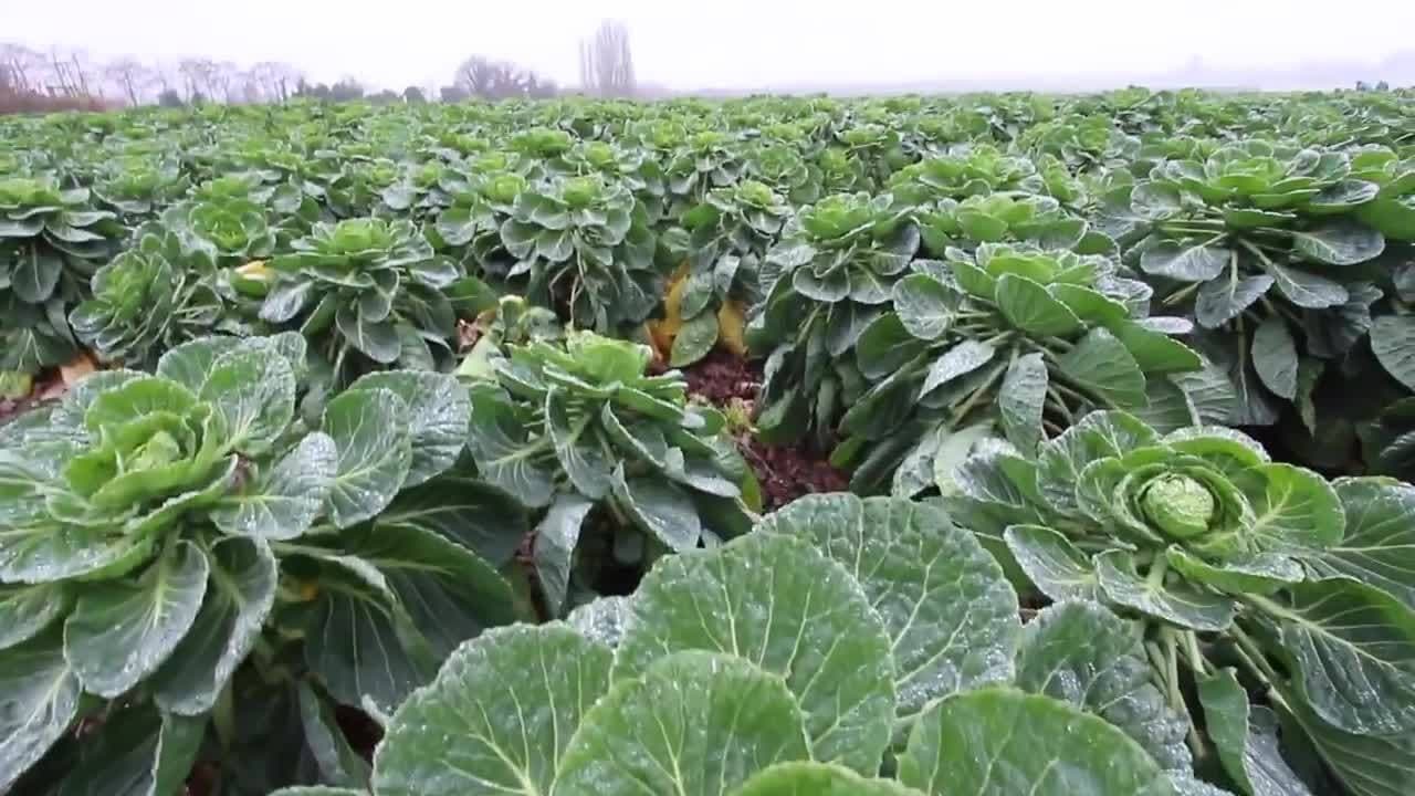 How Do Brussels Sprouts Grow? | Maddie Moate