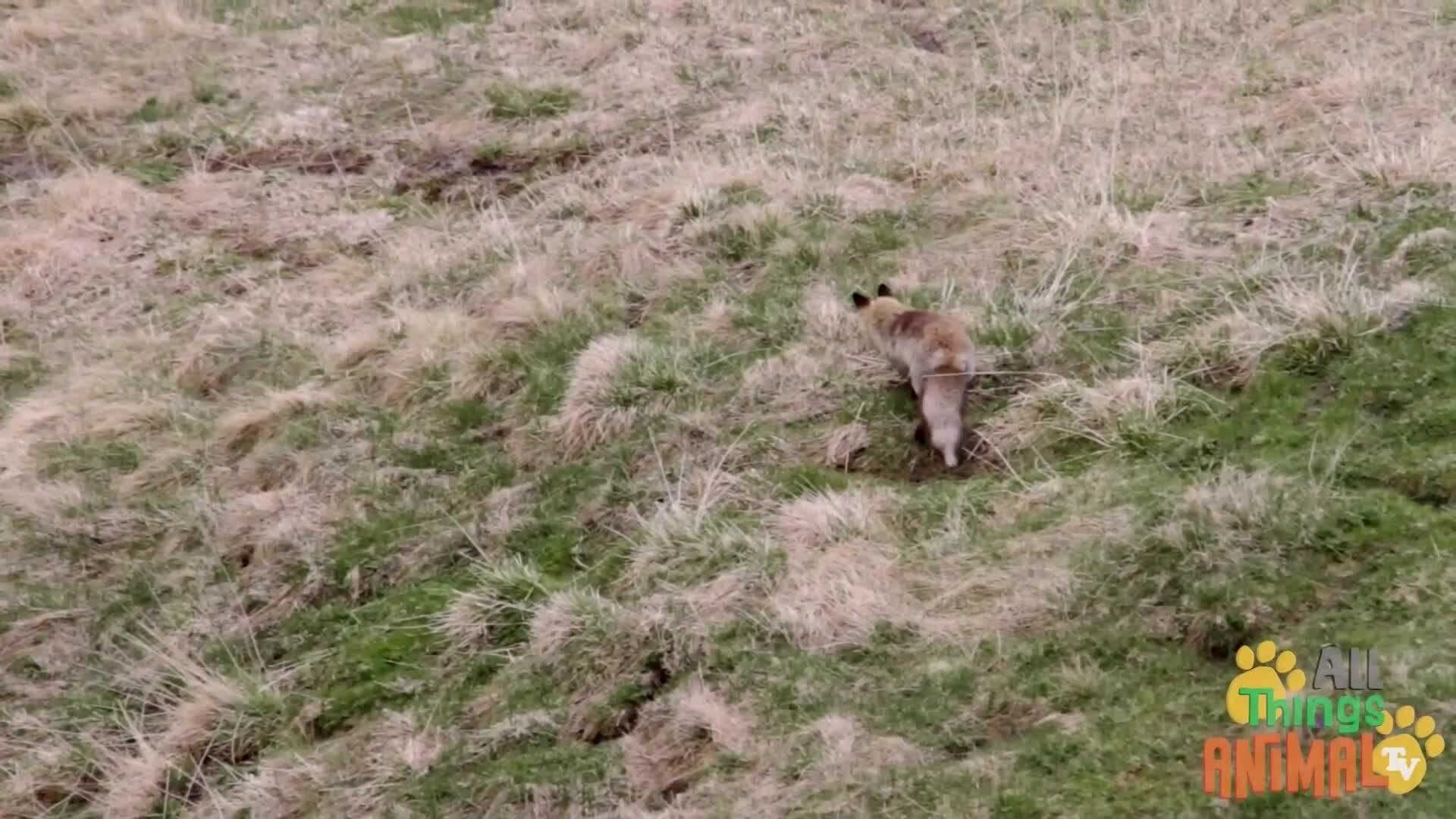 Discovering Foxes: The Clever Hunters of the Wild