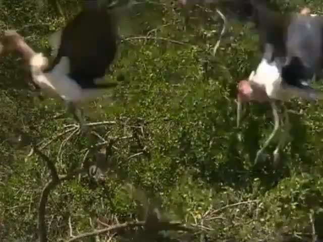 Lake Nakuru Flamingos & Friends: Why flamingos inhabit Lake Nakuru