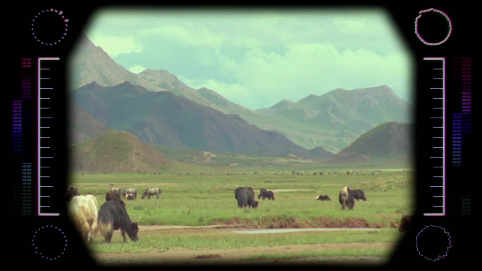 Animal Alphabet: Y is for Yak