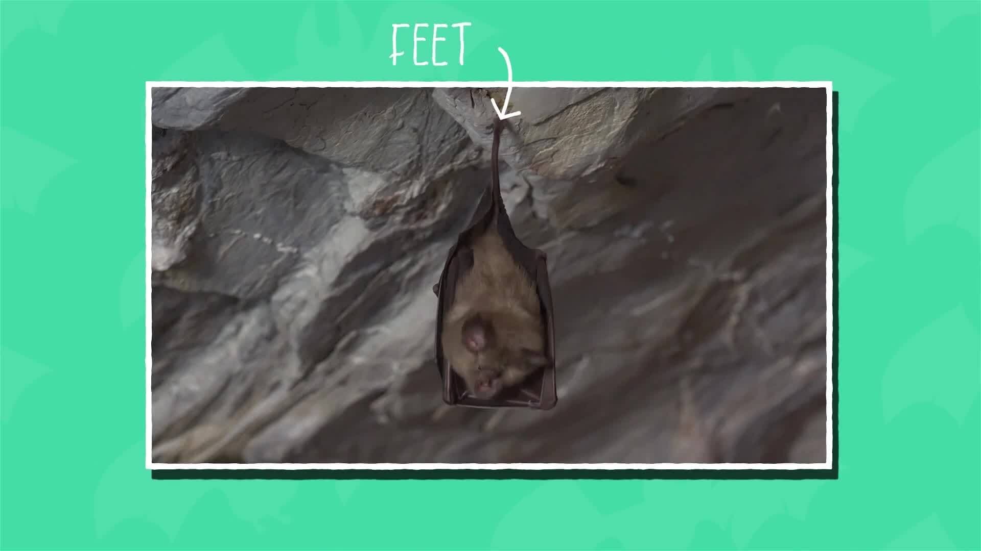 I WONDER - Why Do Bats Sleep Upsidedown?