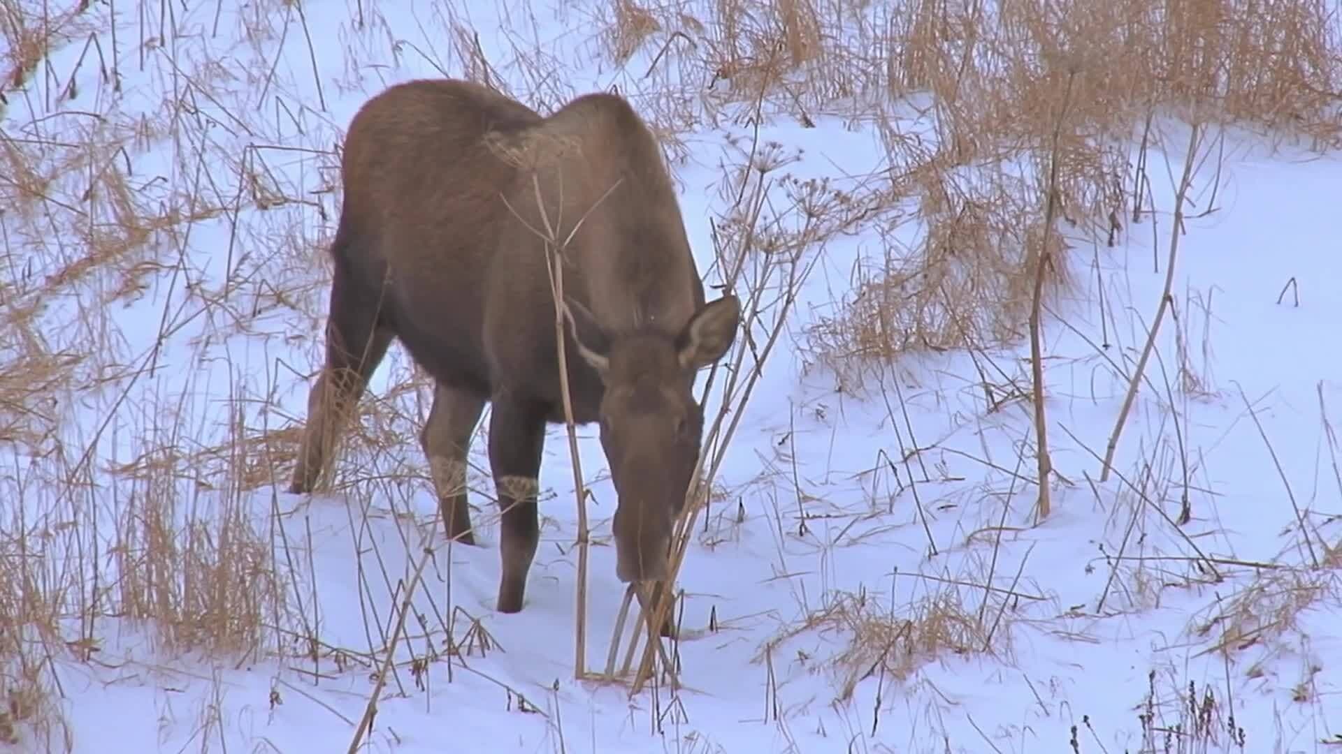 Exploring North and South America