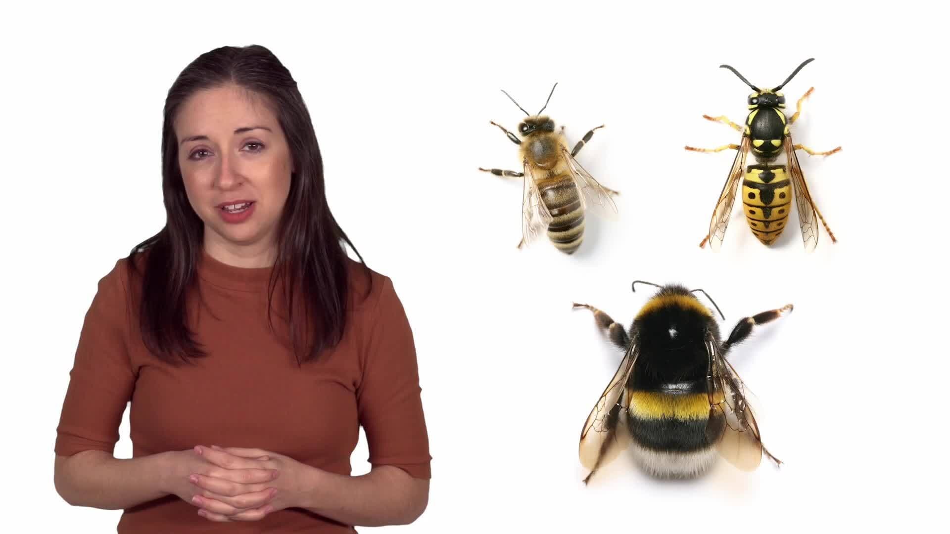 The Fascinating World of Honeybees