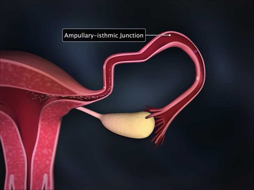 Fertilisation and Implantation
