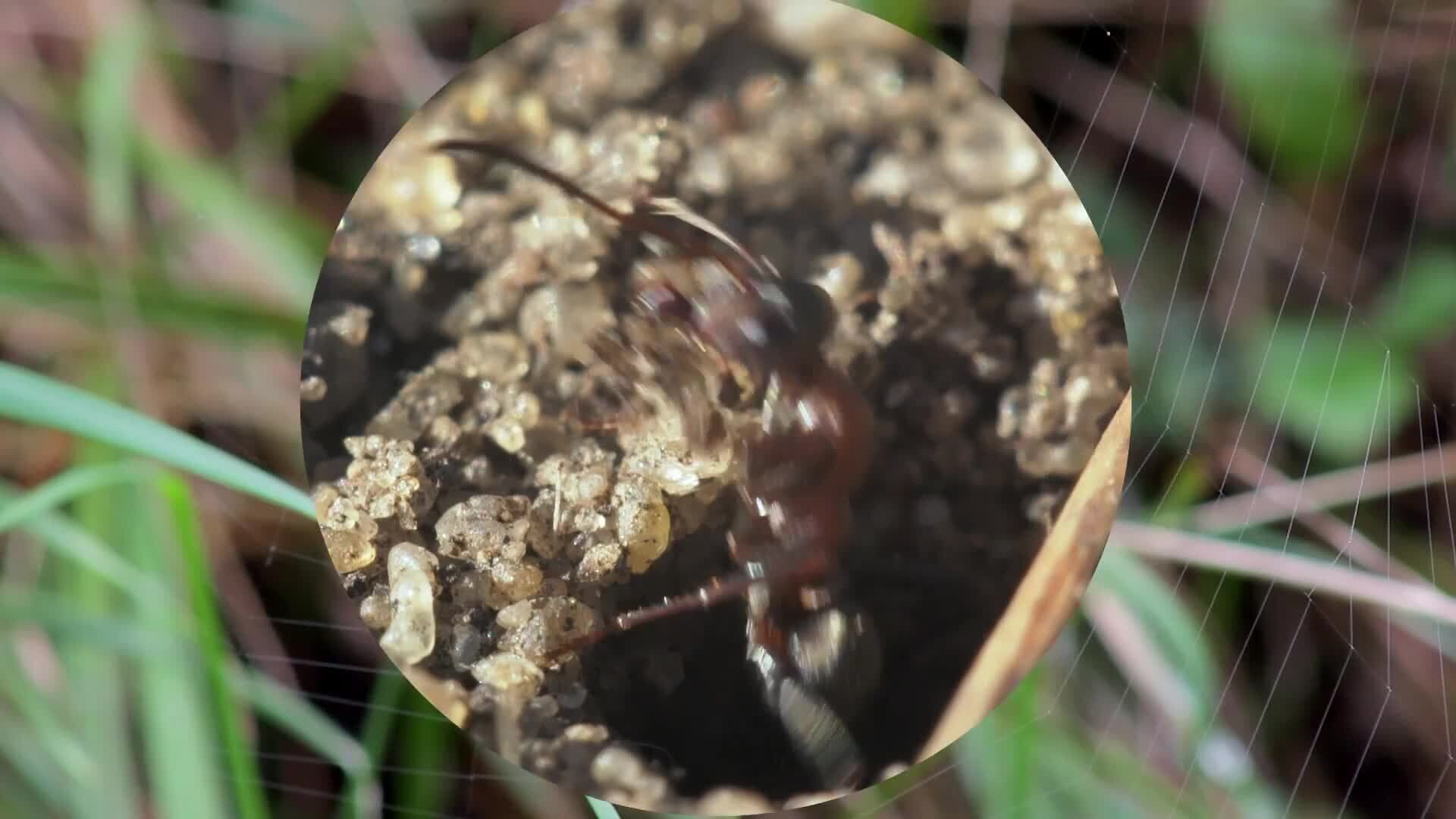 High Five Facts - Insects